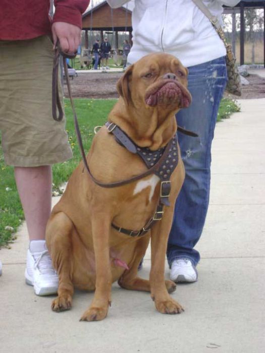 Acid Picdump (96 pics)