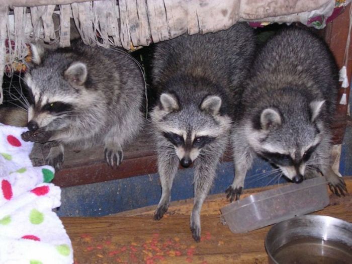 Acid Picdump (96 pics)