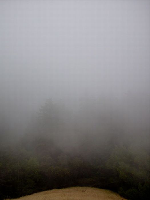 Fog (39 pics)