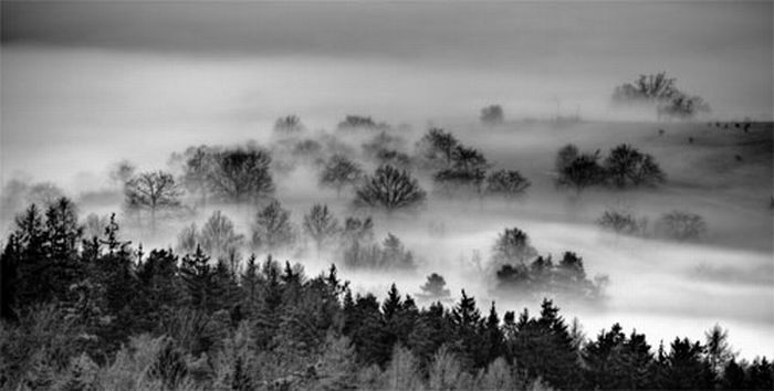 Fog (39 pics)