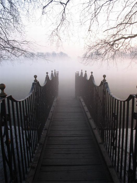 Fog (39 pics)