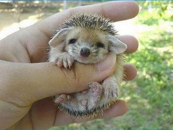Cute Baby Hedgehog (5 pics)