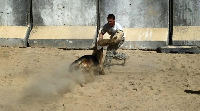 War Dog (10 pics)