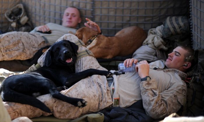 War Dog (10 pics)