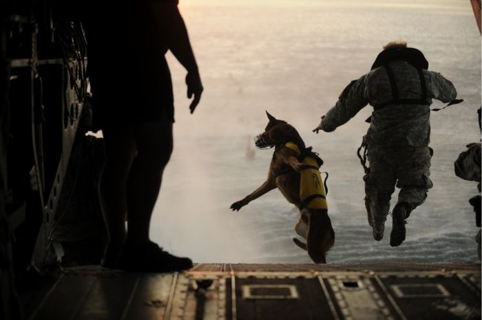 War Dog (10 pics)