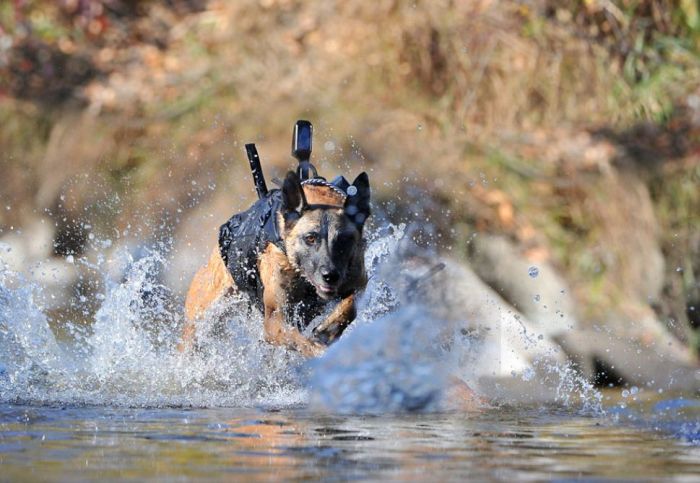 War Dog (10 pics)