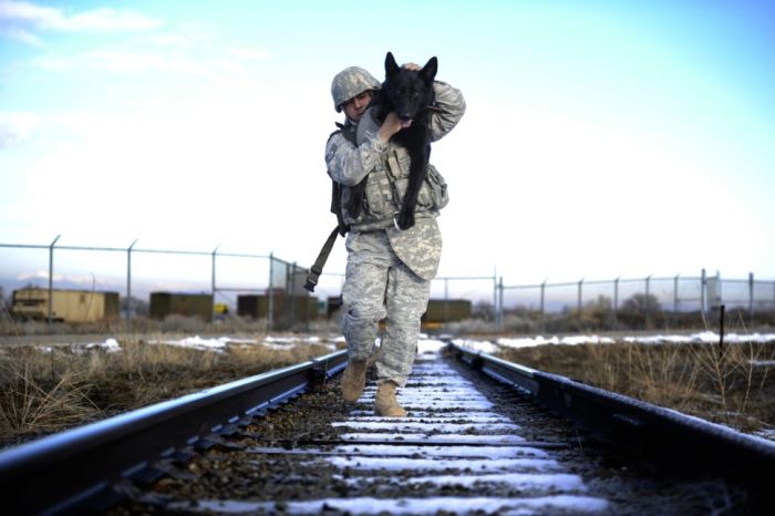 War Dog (10 pics)