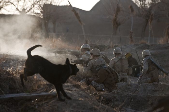 War Dog (10 pics)