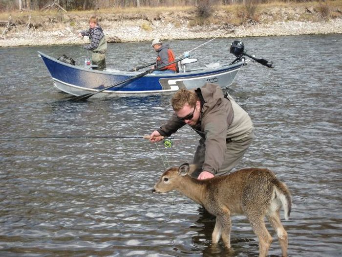 Friendly Little Deer (5 pics)