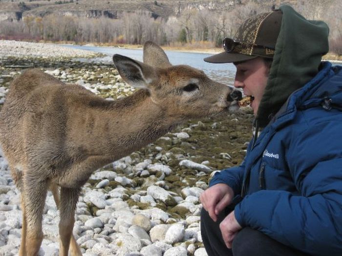 Friendly Little Deer (5 pics)