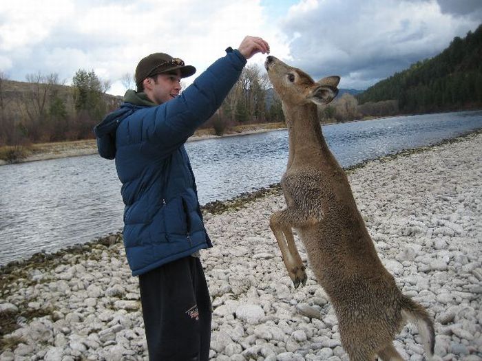 Friendly Little Deer (5 pics)