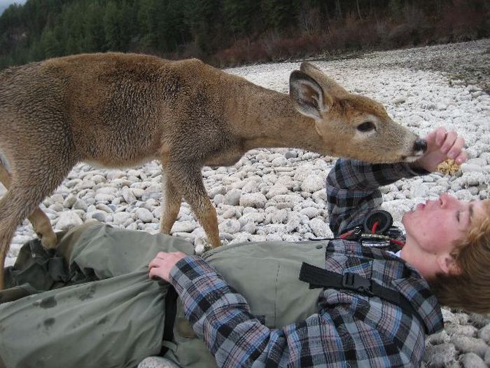 Friendly Little Deer (5 pics)