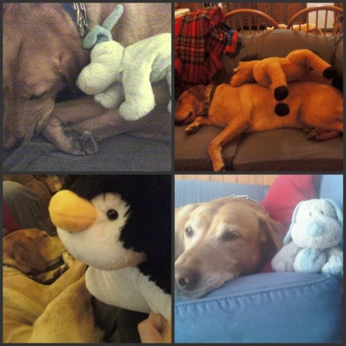 Animals with Stuffed Animals (93 pics)