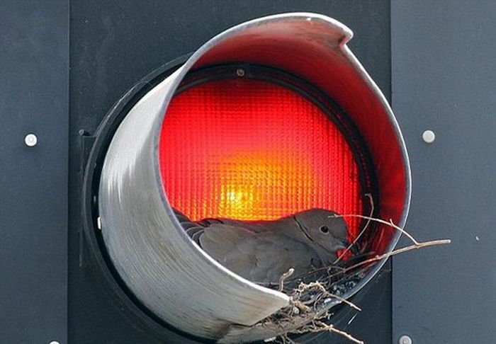 Traffic Light Dove (4 pics)