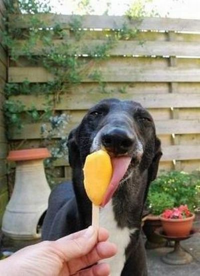 The Most Satisfied Dog Ever (4 pics)