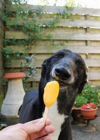 The Most Satisfied Dog Ever (4 pics)