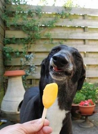 The Most Satisfied Dog Ever (4 pics)