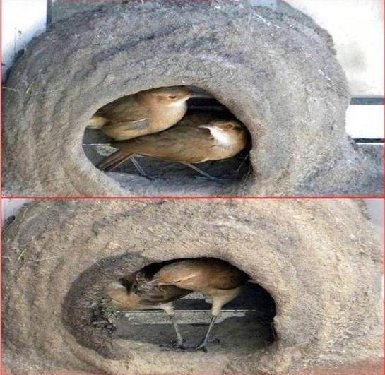 Building a Nest (11 pics)