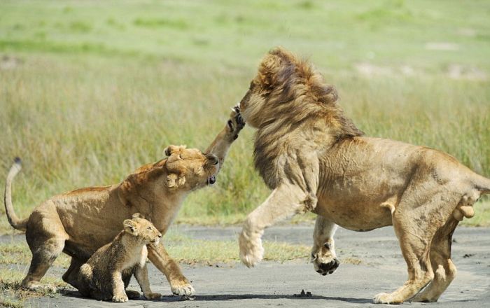 Lion Family. Lioness Protects the Cub (4 pics)