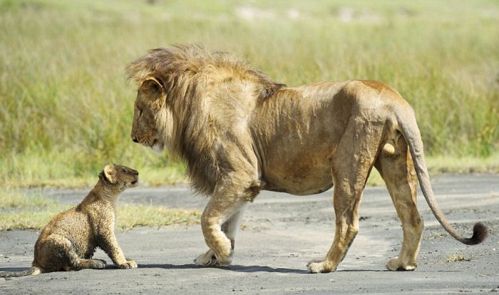 Lion Family. Lioness Protects the Cub (4 pics)