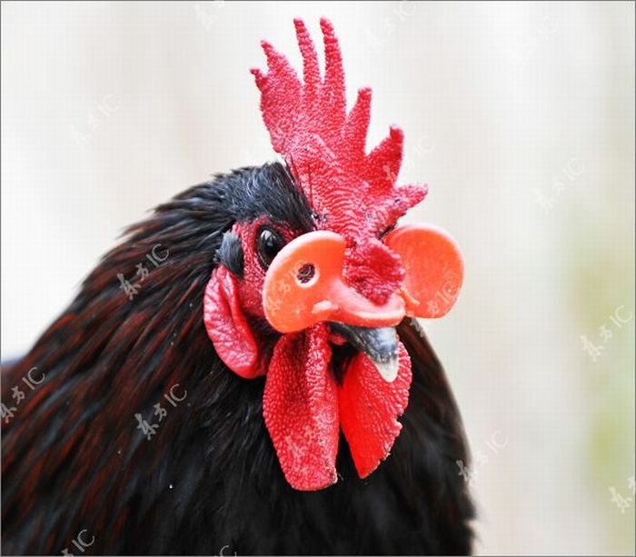 Roosters with Glasses (20 pics)