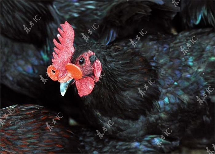 Roosters with Glasses (20 pics)