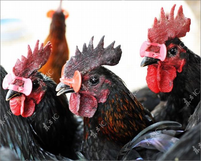 Roosters with Glasses (20 pics)