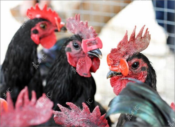 Roosters with Glasses (20 pics)