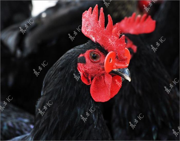 Roosters with Glasses (20 pics)