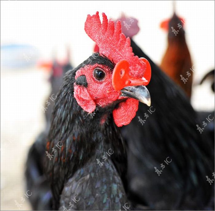 Roosters with Glasses (20 pics)