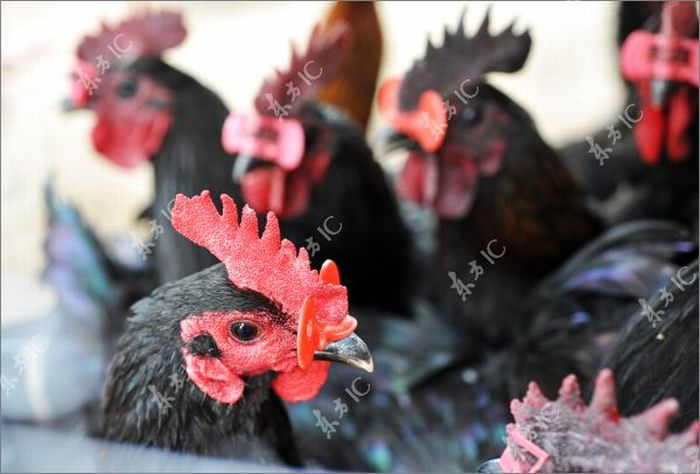 Roosters with Glasses (20 pics)