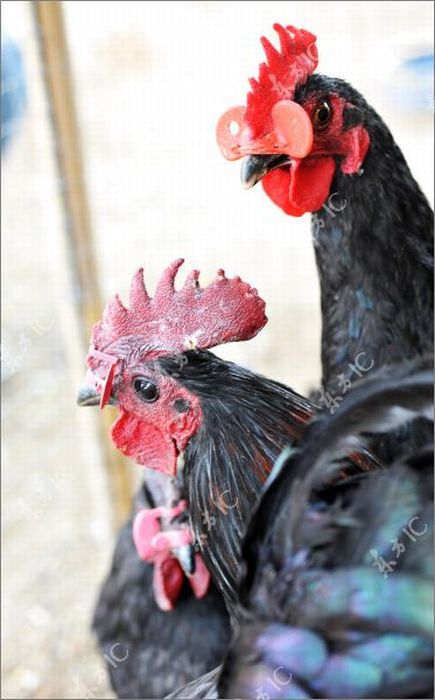 Roosters with Glasses (20 pics)