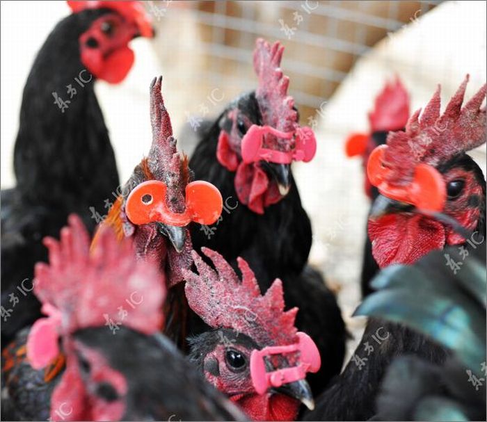 Roosters with Glasses (20 pics)