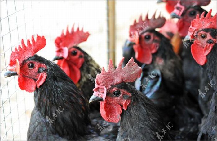 Roosters with Glasses (20 pics)