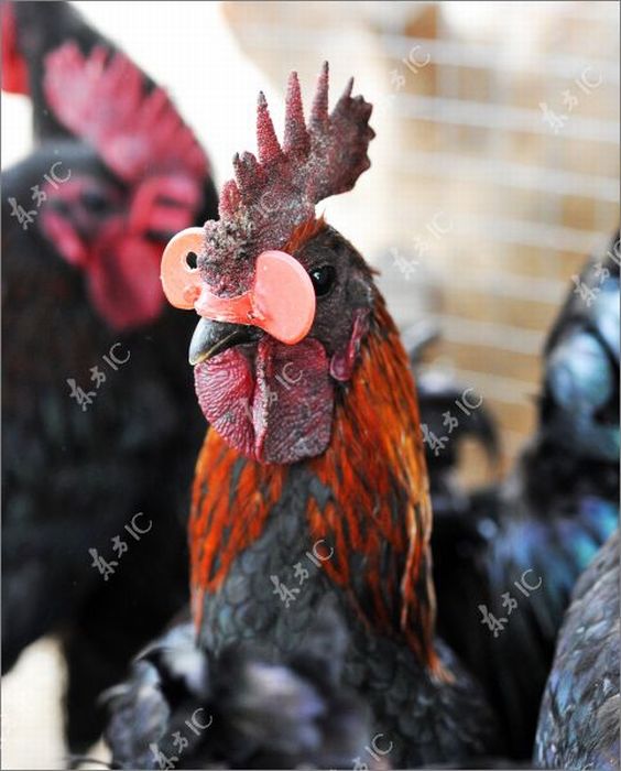 Roosters with Glasses (20 pics)
