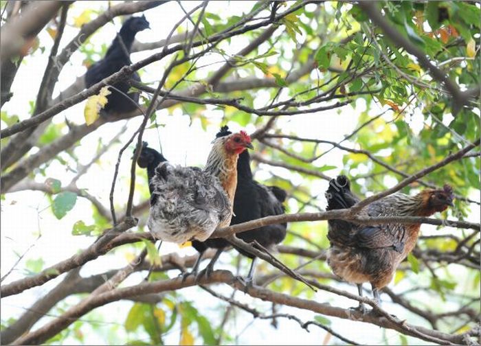 Roosters with Glasses (20 pics)
