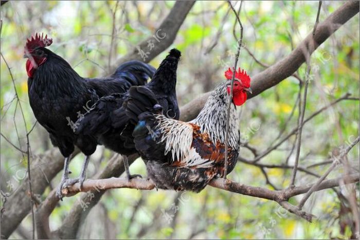Roosters with Glasses (20 pics)