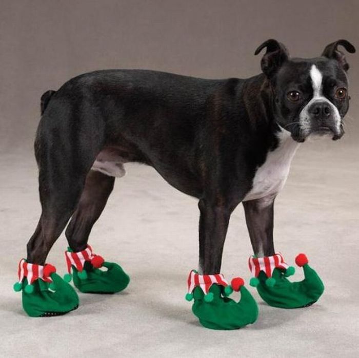 Dogs in Slippers (17 pics)