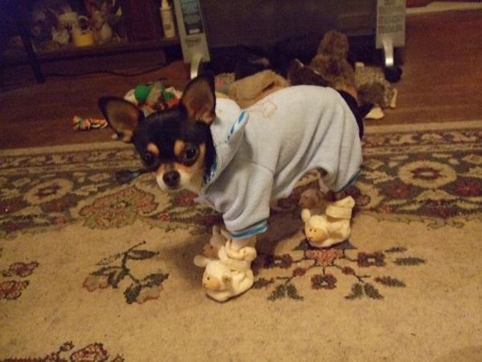 Dogs in Slippers (17 pics)