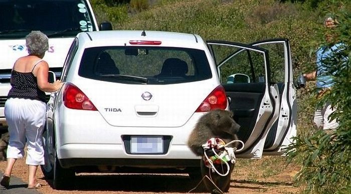 Thieves (4 pics)
