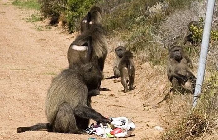 Thieves (4 pics)