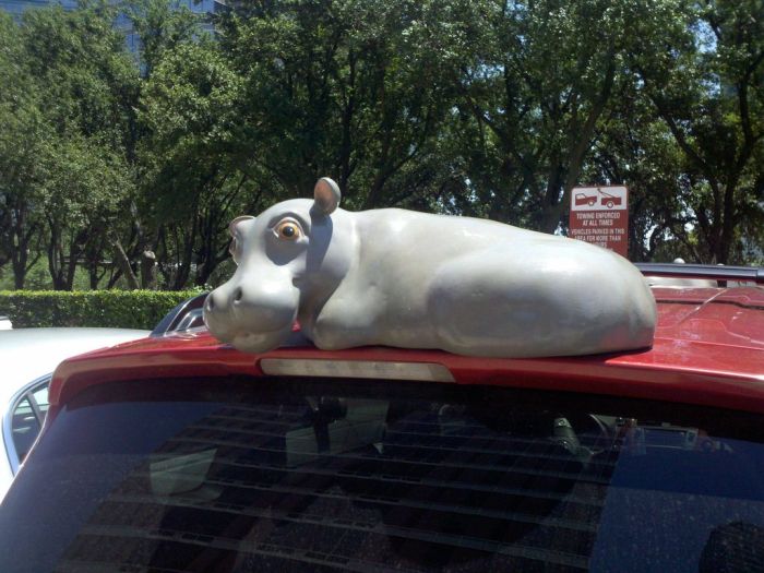 Hippo Car (4 pics)