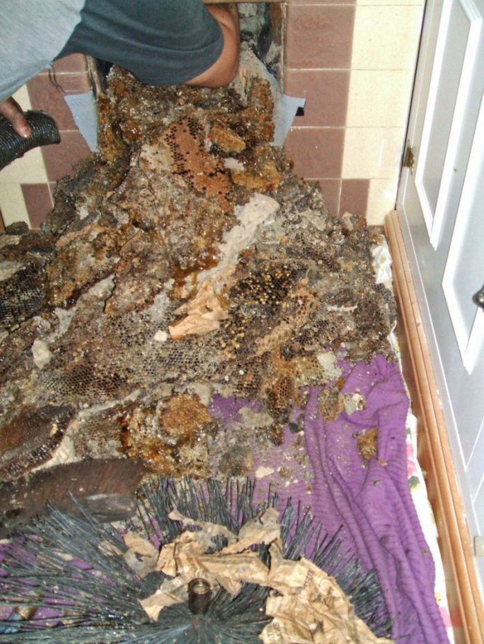 Do Honey Bees Make Good Neighbors? (4 pics)