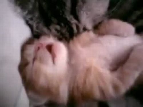 Cat Mom Hugs Baby Kitten