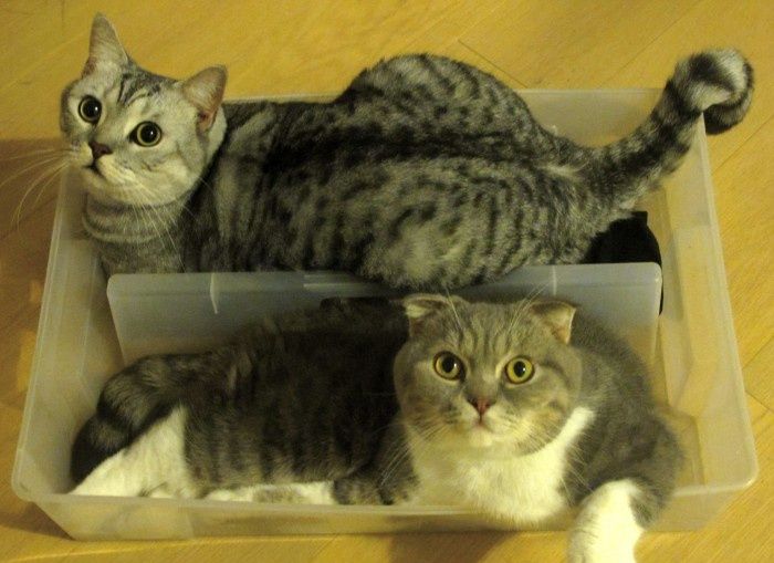 Acid Picdump (102 pics)