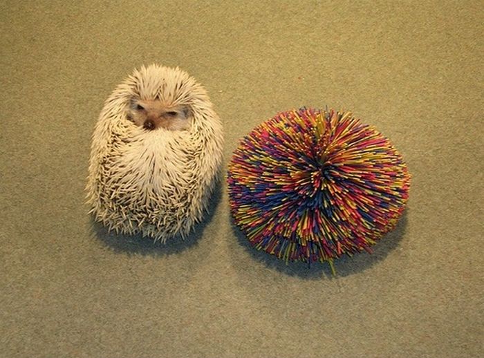 Acid Picdump (102 pics)