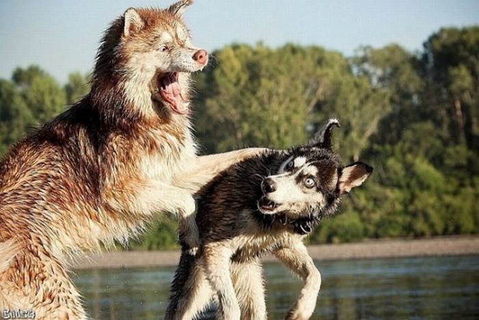 Acid Picdump (102 pics)