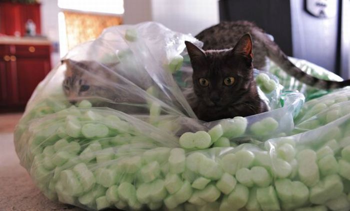 Acid Picdump (102 pics)