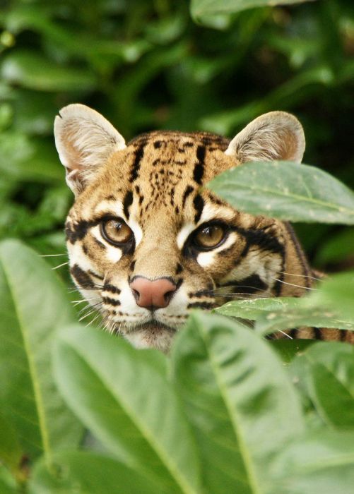 Ocelot Cat (22 pics)