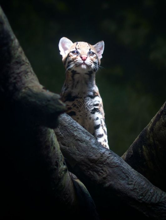 Ocelot Cat (22 pics)